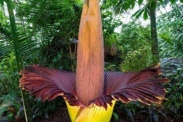 Detalle de la inflorescencia de la flor cadáver gigante, Amorphophallus titanum.