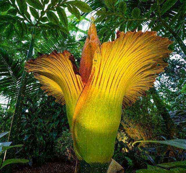 Imagen de la flor cadáver gigante en Sumatra