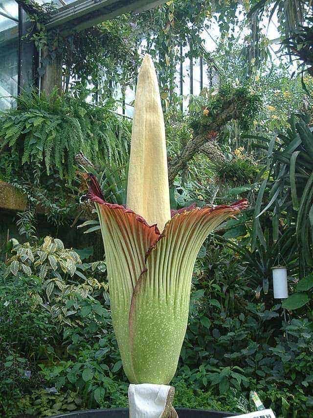 Amorphophallus titanum, la flor más grande del mundo, en plena floración en Sumatra.